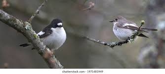 Attēlu rezultāti vaicājumam “Ficedula hypoleuca male”