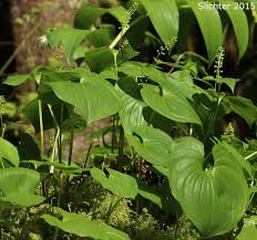 Attēlu rezultāti vaicājumam “Maianthemum bifolium leaf”