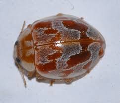 Attēlu rezultāti vaicājumam “Myrrha octodecimguttata”