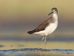 Attēlu rezultāti vaicājumam “Tringa ochropus”