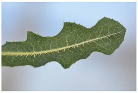 Attēlu rezultāti vaicājumam “Lactuca serriola”