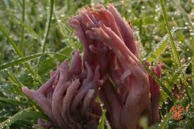 Attēlu rezultāti vaicājumam “Clavulina amethystina”