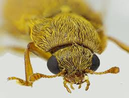 Attēlu rezultāti vaicājumam “Byturus tomentosus”