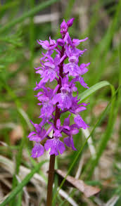 Attēlu rezultāti vaicājumam “Orchis mascula”