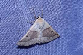 Attēlu rezultāti vaicājumam “Crocallis elinguaria imago”