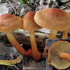 Attēlu rezultāti vaicājumam “Ionomidotis irregularis”