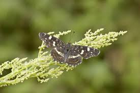 Attēlu rezultāti vaicājumam “Araschnia levana upperside”