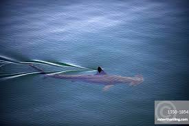 Image result for Sphyrna zygaena