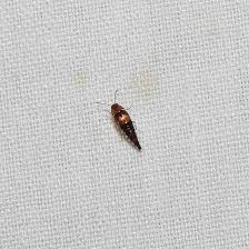 Attēlu rezultāti vaicājumam “Tachyporus sp.”