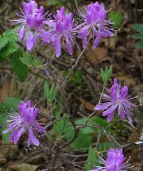 Attēlu rezultāti vaicājumam “Rhododendron canadense flower”