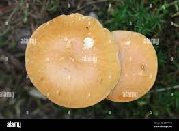 Attēlu rezultāti vaicājumam “Hydnum rufescens”