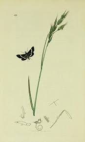 Attēlu rezultāti vaicājumam “Pyrausta cingulata”