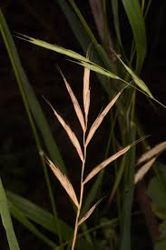 Attēlu rezultāti vaicājumam “Brachypodium sylvaticum leaf”
