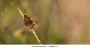 Attēlu rezultāti vaicājumam “Hamearis lucina underside”