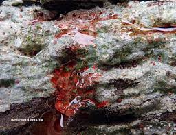 Attēlu rezultāti vaicājumam “Trapelia coarctata”