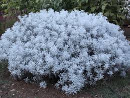 Image result for Cineraria maritima