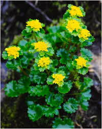 Attēlu rezultāti vaicājumam “Chrysosplenium alternifolium bud”