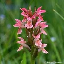Attēlu rezultāti vaicājumam “Dactylorhiza incarnata leaf”
