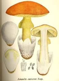 Attēlu rezultāti vaicājumam “Amanita citrina”