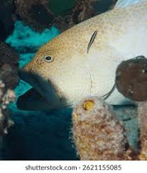 Image result for Mycteroperca interstitialis