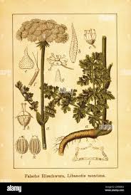 Attēlu rezultāti vaicājumam “Libanotis montana”