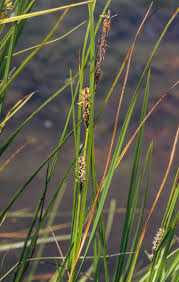 Attēlu rezultāti vaicājumam “Carex lasiocarpa male flower”