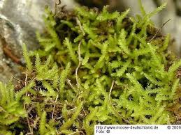 Attēlu rezultāti vaicājumam “Eurhynchiastrum pulchellum”