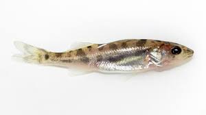 Image result for Sander canadensis/vitreus