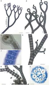 Attēlu rezultāti vaicājumam “Ceramium sp.”