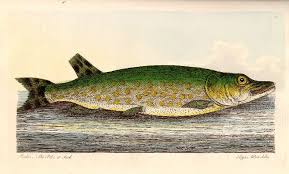 Image result for Esox lucius