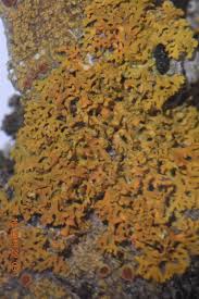 Attēlu rezultāti vaicājumam “Xanthoria fulva”