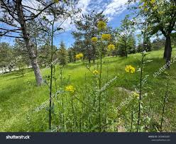 Attēlu rezultāti vaicājumam “Sisymbrium loeselii leaf”