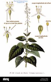 Attēlu rezultāti vaicājumam “Circaea lutetiana fruit”