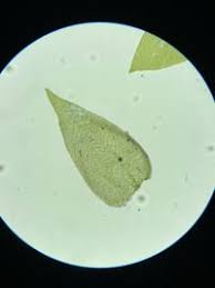 Attēlu rezultāti vaicājumam “Taxiphyllum wissgrillii”