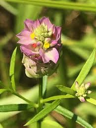 Attēlu rezultāti vaicājumam “Polygalaceae”