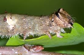 Attēlu rezultāti vaicājumam “Catocala sponsa”