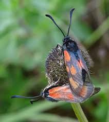 Attēlu rezultāti vaicājumam “Zygaena viciae”