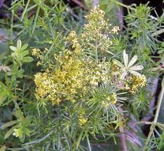Attēlu rezultāti vaicājumam “Galium verum bud”