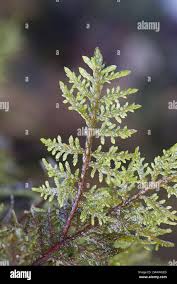Attēlu rezultāti vaicājumam “Pleurocarpous mosses”