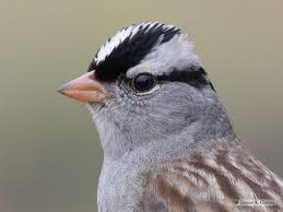 Image result for Zonotrichia leucophrys