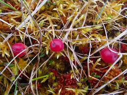 Attēlu rezultāti vaicājumam “Oxycoccus microcarpus”