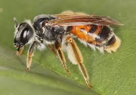 Attēlu rezultāti vaicājumam “Andrena”