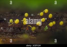 Attēlu rezultāti vaicājumam “Physarum viride stalked”