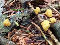 Attēlu rezultāti vaicājumam “Stemonitis flavogenita”