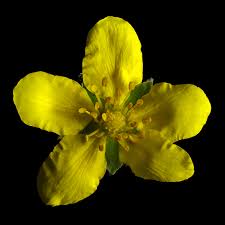 Attēlu rezultāti vaicājumam “Argentina anserina bud”