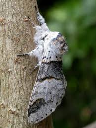 Attēlu rezultāti vaicājumam “Furcula bifida”