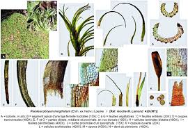 Attēlu rezultāti vaicājumam “Paraleucobryum longifolium”