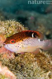 Image result for Cephalopholis fulva