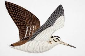 Attēlu rezultāti vaicājumam “Scolopax rusticola”