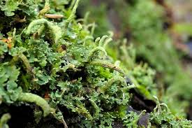 Attēlu rezultāti vaicājumam “Cladonia norvegica”